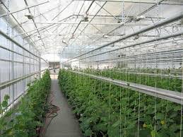 greenhouse technology in nigeria