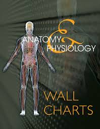 Anatomy Physiology Wall Charts 2nd Edition Milady