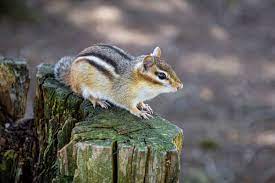5 Best Ways To Fill Chipmunk Holes For