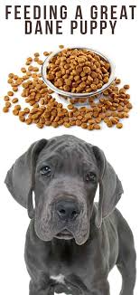 The dane is a short life dog, they usually don't live much beyond 8 years of age. Feeding A Great Dane Puppy Schedules For Giant Breeds