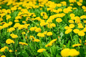 dandelion foraging identification