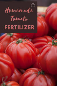 homemade fertilizer for tomatoes and