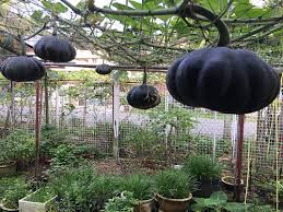 Kết quả hình ảnh cho hình ảnh bí đỏ tròn