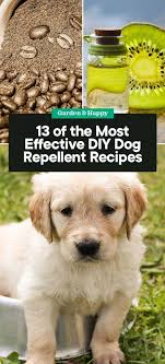 Diy Dog Repellent Recipes
