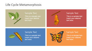 Lifecycle Metamorphosis Diagram For Powerpoint