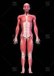 They work together to flex the spine forward and sideways, rotate the spine, and compress the abdomen. Abdominal Muscles Stock Photos Offset