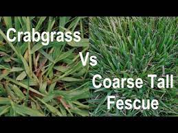 Tall fescue grass will grow well in a wide range of climates and it is tolerant of cold, heat, drought and shade. How To Identify Crabgrass In A Lawn Crabgrass Vs Coarse Tall Fescue Problem Grasses Youtube