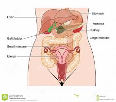 They also work in tandem to form organ systems, like the digestive system or the circulatory system. Inside Female Human Body Koibana Info Anatomy Organs Human Anatomy Female Human Anatomy Picture