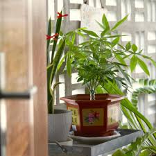 Top 10 House Plants For Good Feng Shui