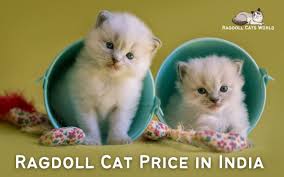 ragdoll cat in india 2023