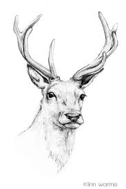 Animal Drawings Deer Drawing Reindeer