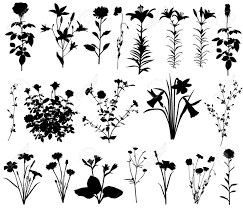 Whether you need new ideas for your garden, want to change your wallpaper to an image of from tulips to sunflowers to roses, these pictures of beautiful flowers are sure to inspire your inner green. Flower Collection Of Silhouettes Of Different Species Of Flowers Royalty Free Cliparts Vectors And Stock Illustration Image 65800716