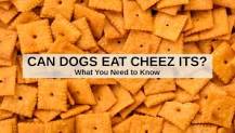 Can dogs eat Cheez-Its?