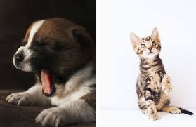 They can have a litter at six months of age, and they can have three litters a year. Neuter Or Spay Your Pets At The Right Age Newsonpets