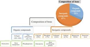 bone structure and formation a new