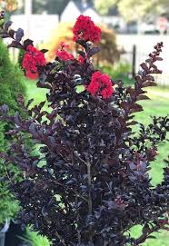 beautiful dwarf trees for small gardens