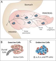 the endocrine and exocrine pancreas a