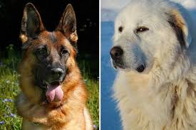 With most hybrid or crossbred dog breeds, breeders will take the two founding breed names and mix them together to describe the new dog breed. Great Pyrenees German Shepherd Mix Why Is The Unique One Of The Best Devoted Family Dogs Anything German Shepherd