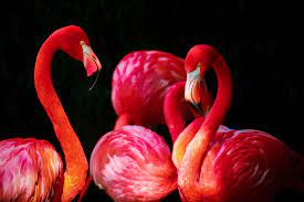 flamingo photos the best free