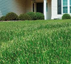 best time to fertilize your lawn how