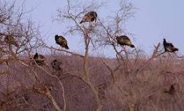 do-turkeys-roost-in-the-same-tree-every-year