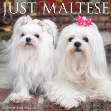 maltese breed dog lover merchandise