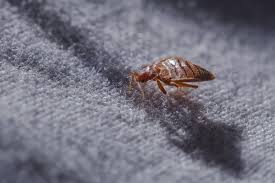 how long do fleas live on carpet