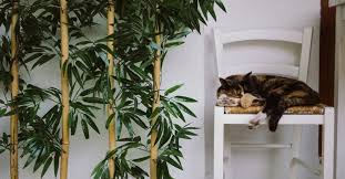 Is Bamboo Toxic To Cats What To Know