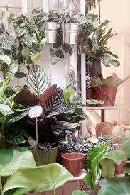 Where Is The Best Place To Buy Houseplants