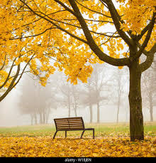 Colorful foggy autumn park with bench and yellow maple tree Stock Photo -  Alamy