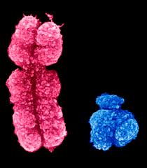 chromosome battle leads to more
