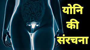मानव योनि की संरचना कैसी होती हैं - vagina anatomy hindi - YouTube