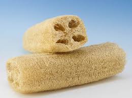 Image result for pictures of natural loofahs