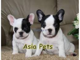 Located in nyc and love exploring brooklyn, so i'm. French Bulldog Pup Price In Goa French Bulldog Puppy Price In Goa