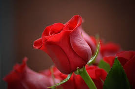Seputar gambar bunga mawar merah, jenis bunga mawar merah yang sangat cantik, mawar ungu, mawar hitam putih, mawar layu, mawar kartun, mawar ungu, pink dsb. 10 Contoh Gambar Bunga Mawar Yang Cantik Dan Artinya Mamikos Info
