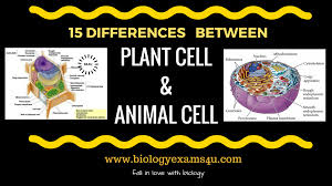 Biology Exams 4 U Difference Between Plant Cell And Animal