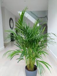 Areca Palm With Brown Tips And Leaves