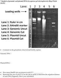 ysis of genomic and plasmid dnas