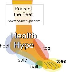 Image result for heel , ball of foot and toes anatomy
