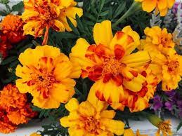 are marigolds good for companion