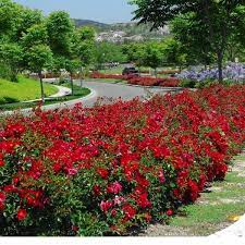 flower carpet red landscape rose