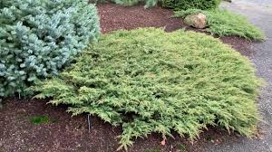 juniperus communis green carpet dwarf