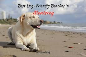 dog friendly beaches in monterey ca