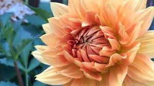 Explore amazing art and photography and share your own visual. How To Grow Dahlias Miracle Gro