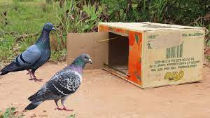 cardboard box bird trap how to make