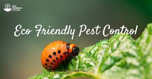 An added benefit is the orange scent. 9 Eco Friendly Pest Control Alternatives That Work