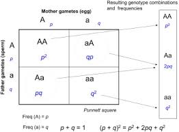 Using a punnett square properly will enable you to figure out potential offspring for any possible in addition, search online for a free tutorial on genetics to help you out, or even consider enrolling in a why does it matter if you can tell a homozygous pinstripe apart from a heterozygous pinstripe, you ask? Punnett Square An Overview Sciencedirect Topics