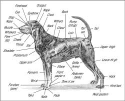 dog anatomy from head to tail dummies