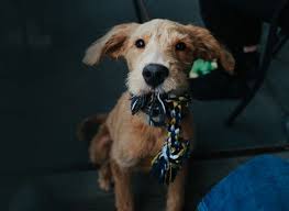 Zak george's dog training revolution. Online Dog Training Live Trainer Support 30 Days Guarantee