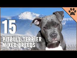 top 15 pitbull terrier mix breeds dog